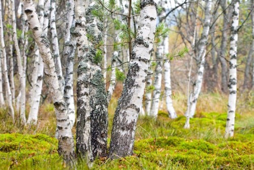 Fototapeta Naturalne tło - jesień Brzozowej