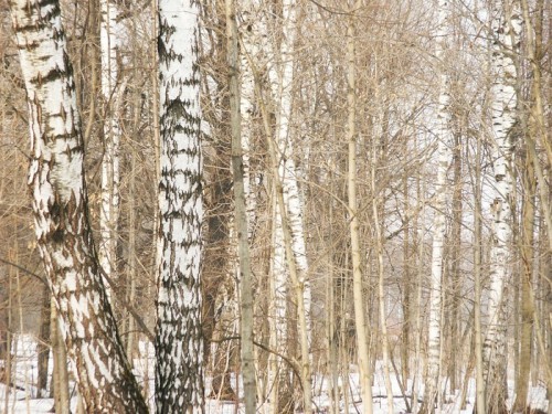 Fototapeta Brzoza (zima)