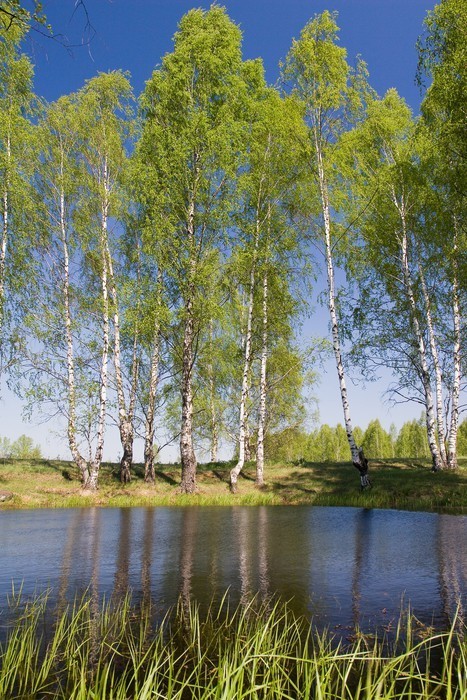 Fototapeta Brzozy nad stawem