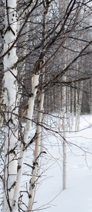 Fototapeta Biała brzoza na białym śniegu