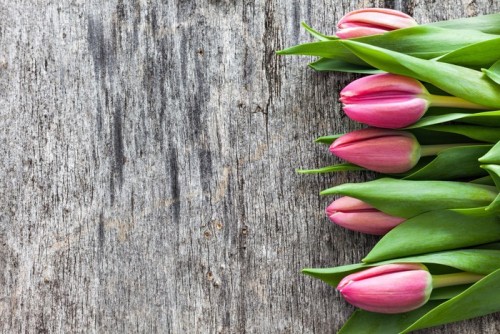 Fototapeta Tulipany na drewno