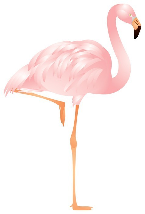Fototapeta Flamingo w wektorze