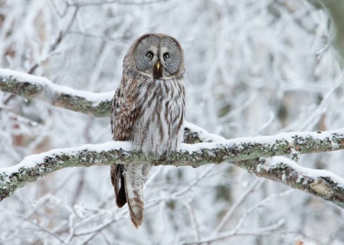 Fototapeta Great Grey Owl (Strix nebulosa) siedzący na drzewie