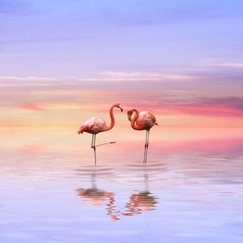 Fototapeta Flamingi miłość