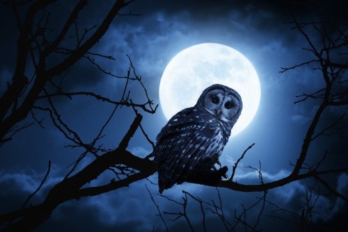 Fototapeta Zegarki Owl intensywnie oświetlone przez pełni księżyca w noc Halloween