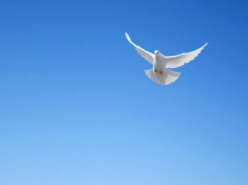 Fototapeta White dove latający na niebie