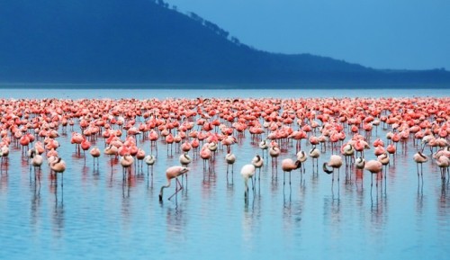 Fototapeta Flamingi afrykańskie