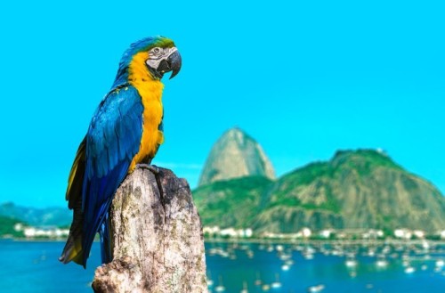 Fototapeta Niebieski i żółty ara w Rio de Janeiro, Brazylia