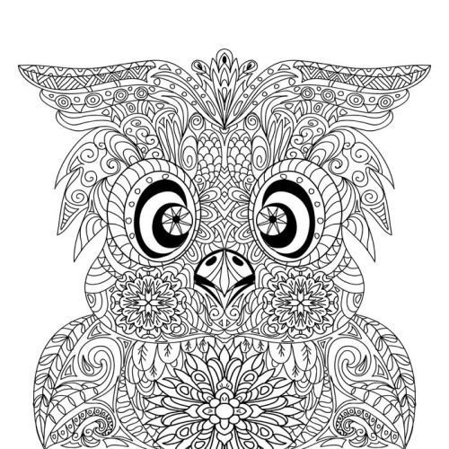 Fototapeta Sowa Portret mandala zentangle