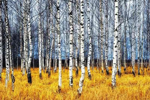 Fototapeta Żółta trawa