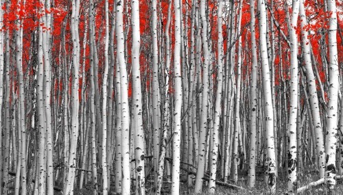 Fototapeta Czerwone liścien na brzozach 