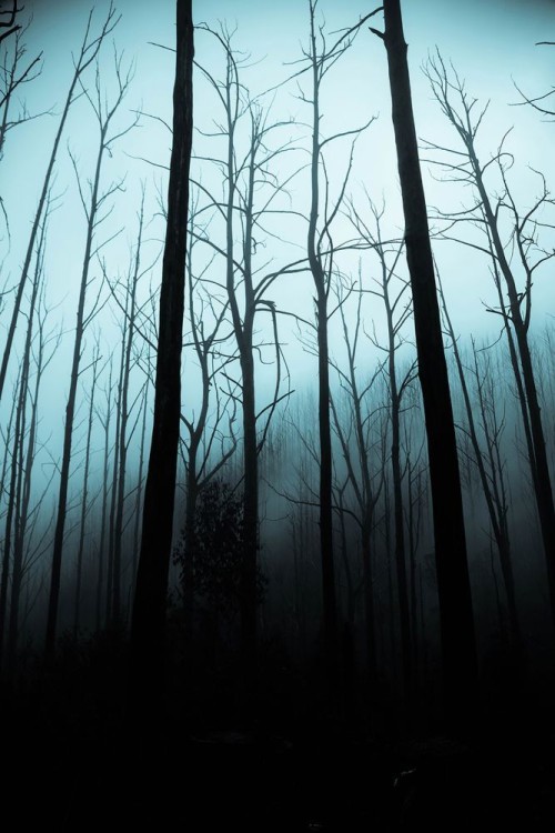 Fototapeta Drzewo, las i Natura