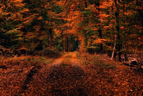 Fototapeta Natura, drzewo i liść