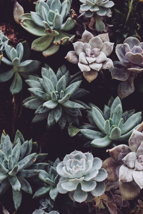Fototapeta Kwiat, echeveria i roślina