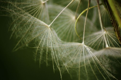 Fototapeta Natura, Zielony i woda