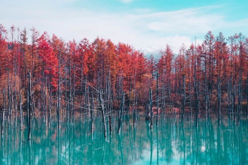Fototapeta Drzewo, Natura i odbicie