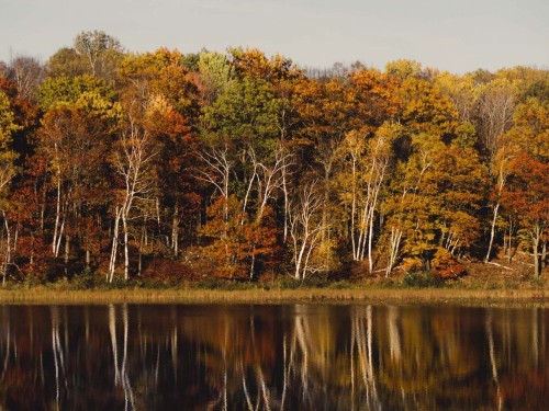 Fototapeta Odbicie, drzewo i naturalny krajobraz