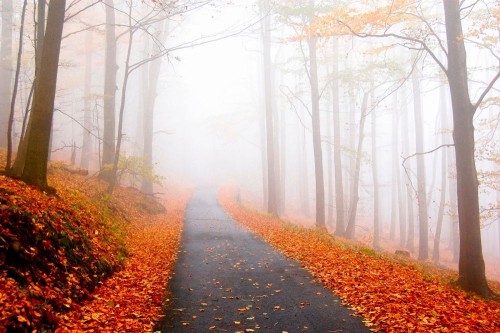 Fototapeta Natura, drzewo i naturalny krajobraz