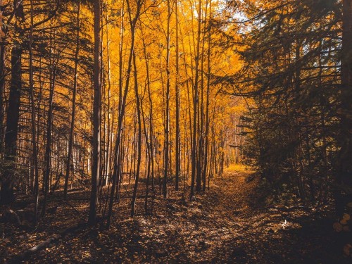 Fototapeta Drzewo, las i Natura