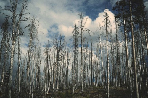 Fototapeta Drzewo, las i Natura