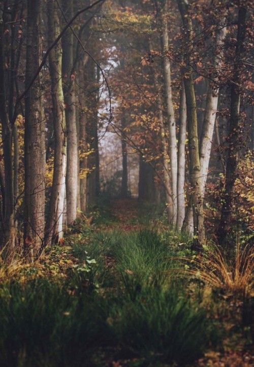 Fototapeta Drzewo, las i środowisko naturalne