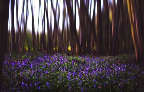 Fototapeta Lawenda, fioletowy i środowisko naturalne
