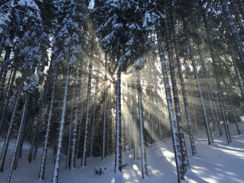 Fototapeta śnieg, drzewo i zimowy