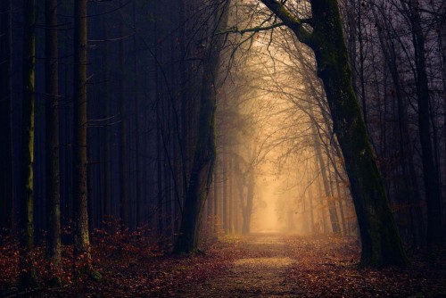 Fototapeta Drzewo, Natura i las