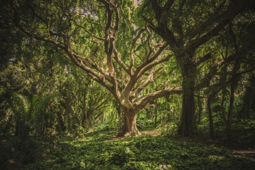 Fototapeta Drzewo, Natura i naturalny krajobraz