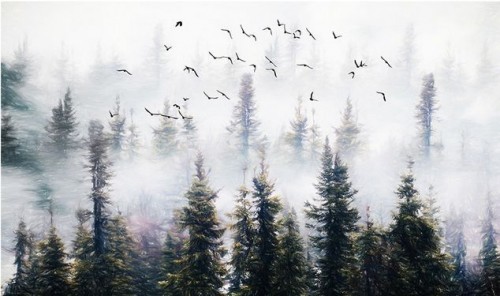 Fototapeta świerk czarny shortleaf, drzewo i zjawisko atmosferyczne