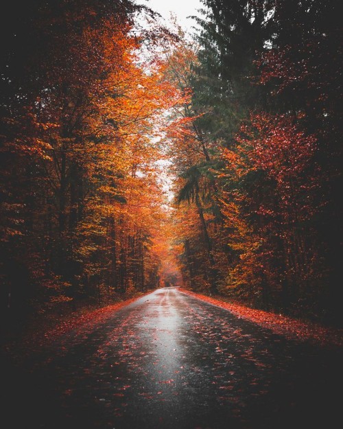 Fototapeta Drzewo, Natura i czerwony