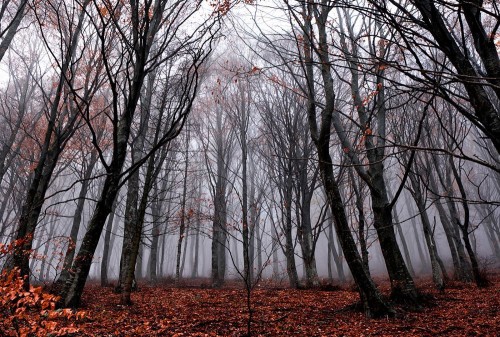 Fototapeta Drzewo, las i naturalny krajobraz