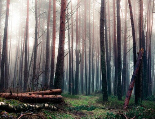Fototapeta Las, drzewo i środowisko naturalne