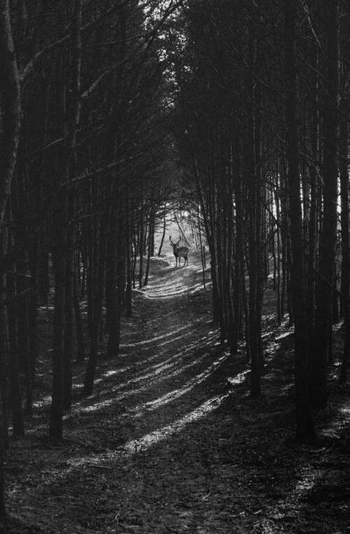 Fototapeta Drzewo, czarny i Natura