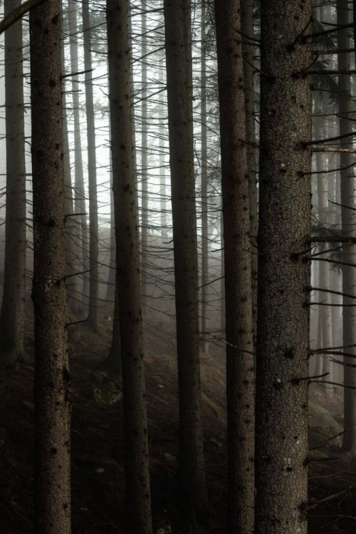 Fototapeta Drzewo, las i środowisko naturalne