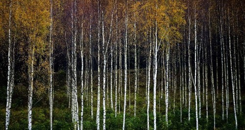 Fototapeta Drzewo, Natura i naturalny krajobraz