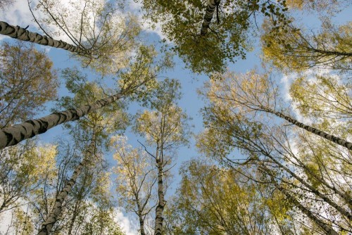Fototapeta Drzewo, Natura i roślina drzewiasta