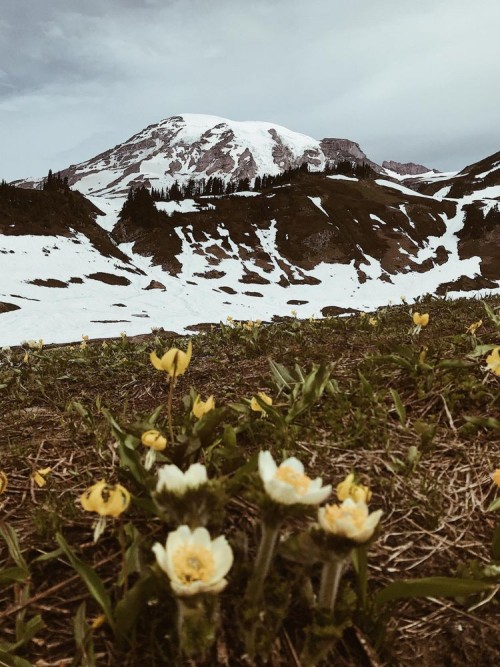 Fototapeta Kwiat, tundra i naturalny krajobraz