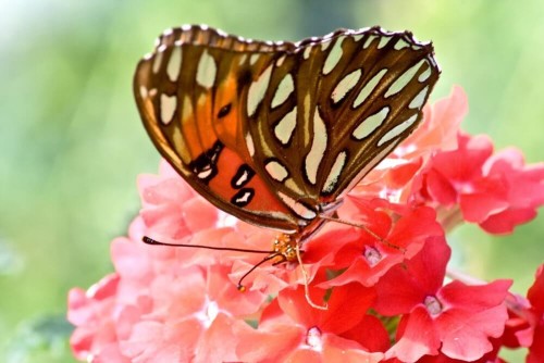 Fototapeta Motyl na kwiatku