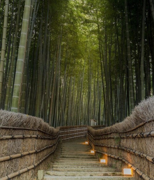 Fototapeta Bambusowy park 