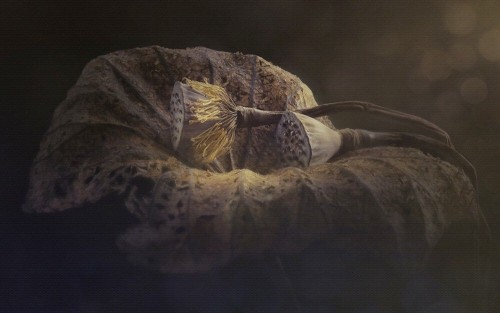 Fototapeta Zwiędnięty kwiat
