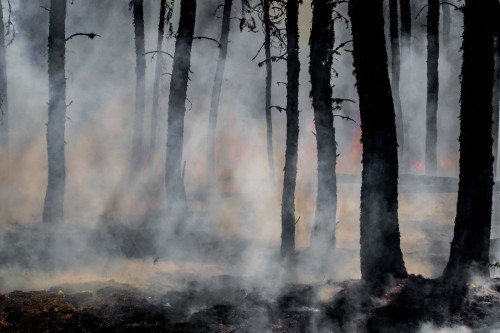 Fototapeta Natura, zjawisko atmosferyczne i drzewo
