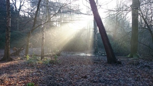 Fototapeta Lesisty teren, naturalny krajobraz i Natura
