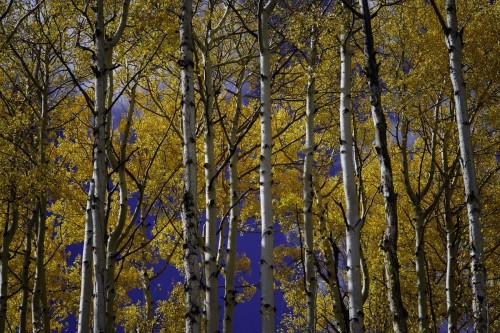 Fototapeta Drzewo, Natura i naturalny krajobraz