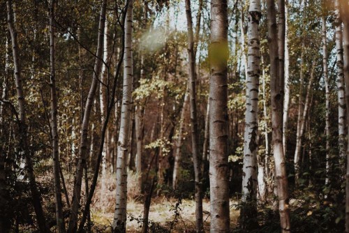 Fototapeta Drzewo, las i Natura
