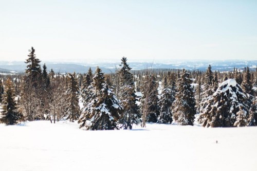 Fototapeta śnieg, zimowy i drzewo