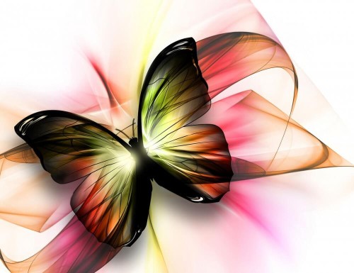 Fototapeta Motyl 