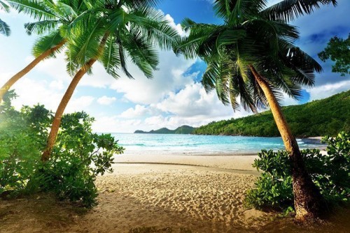 Fototapeta Plaża z palmami