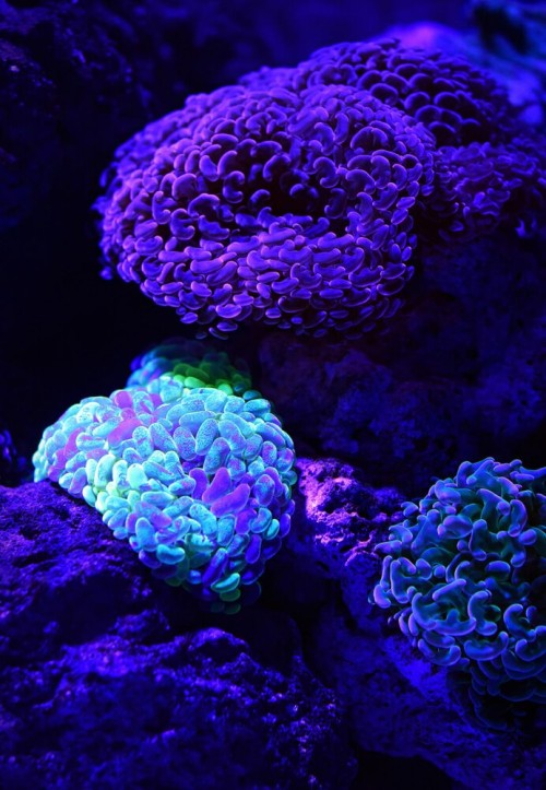 Fototapeta Głęboka oceaniczna roślina
