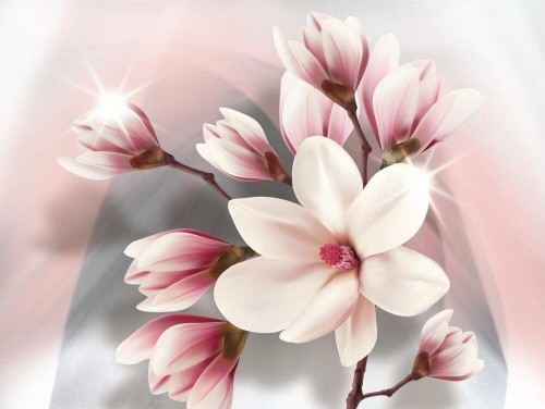 Fototapeta Gałązka magnolii